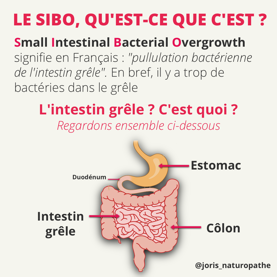 qu'est-ce que le SIBO ? 