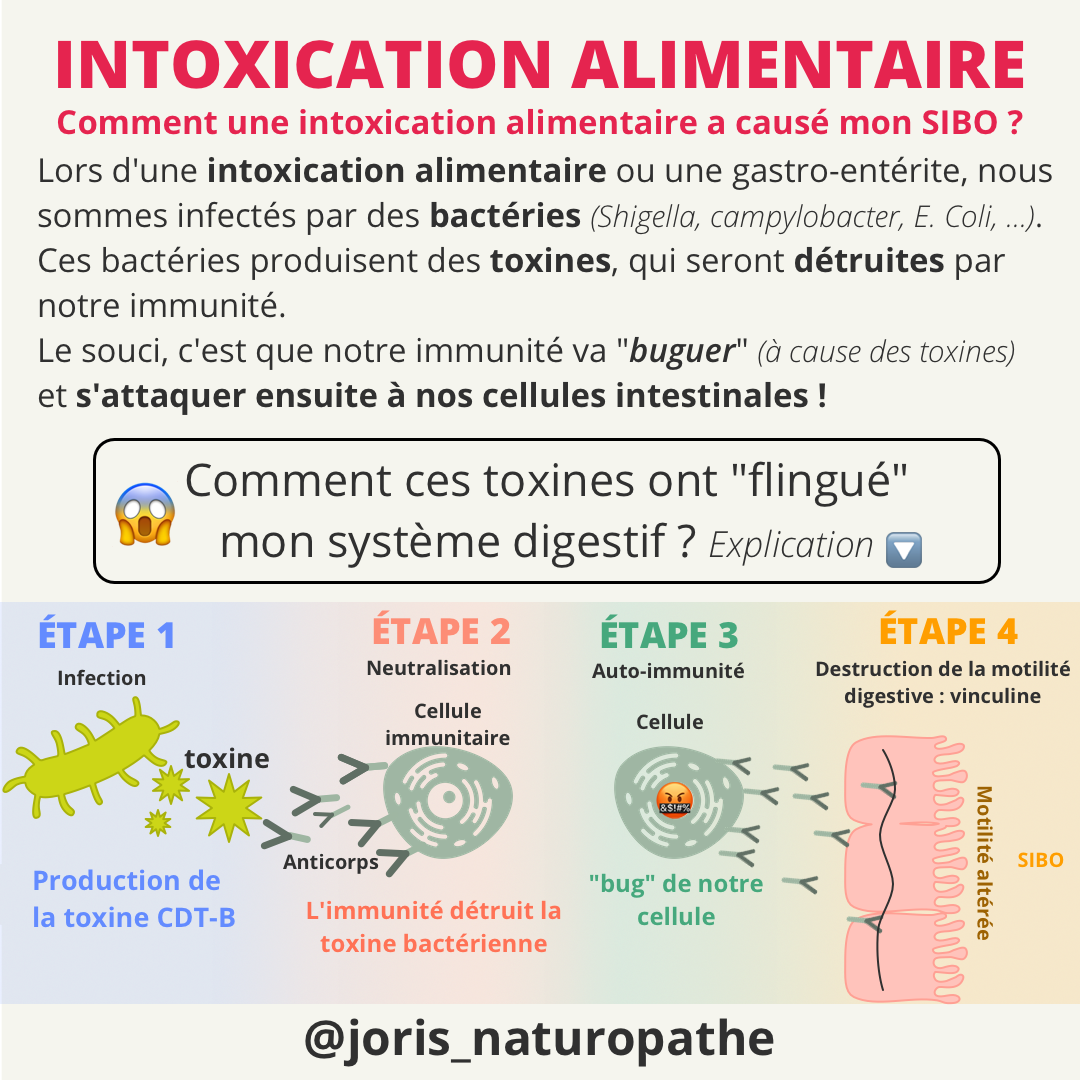 SIBO CDT-B toxine